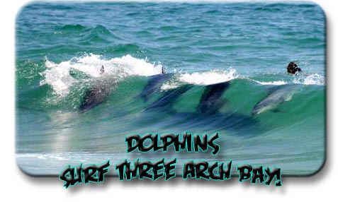 three arch bay dolphins