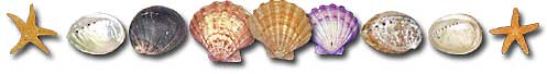 shells